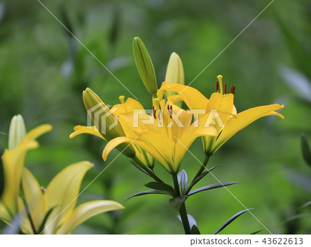 一點百合庭院黃色百合 一點百合庭院黃色百合 43622613