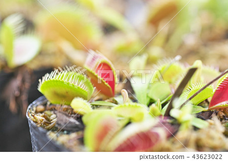 Open mouth and wait for insects 43623022