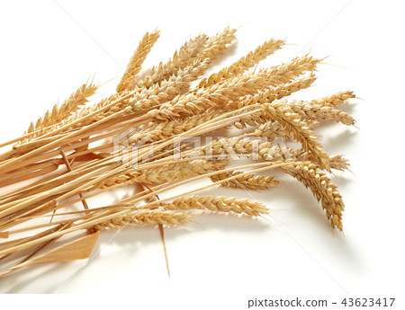 ears of wheat ears of wheat 43623417