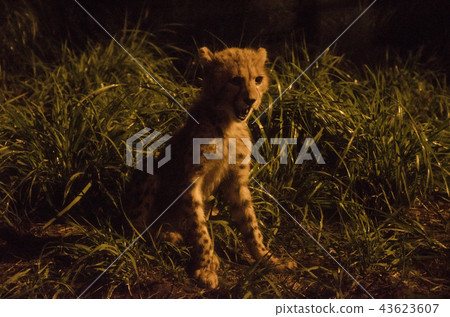 Cheetah's baby Cheetah's baby 43623607