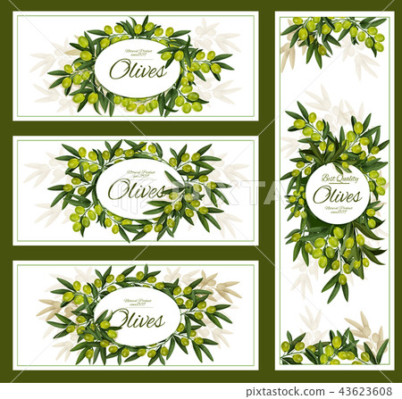Olives and organic olive oil vector posters Olives and organic olive oil vector posters 43623608