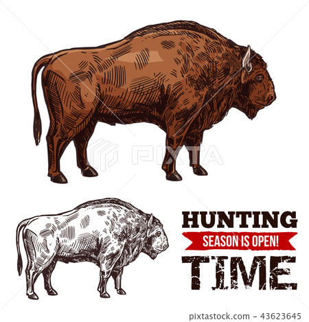 Hunting time sketch vector poster with buffalo 43623645