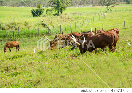 Watusi Cows in farm at singha park Watusi Cows in farm at singha park 43623732