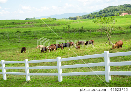Watusi Cows in farm at singha park 43623733