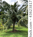 Hawaii One tree 43623817