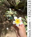 Hawaii Rei Flower Single Flower Yellow 43623818