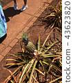 Hawaii Pineapple Ground 43623820