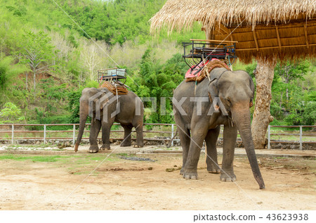 Elephant with howdah at elephants camp 43623938