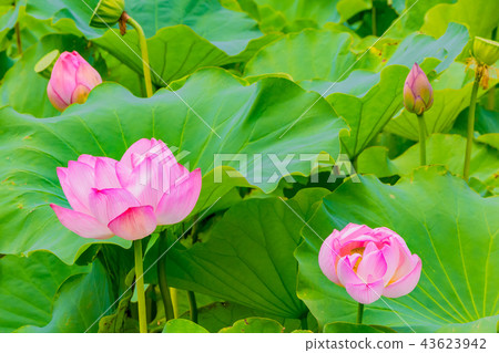 蓮花 蓮花 43623942
