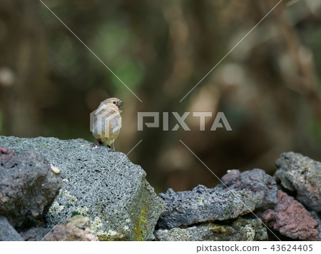 Bullfinch on the rock 43624405