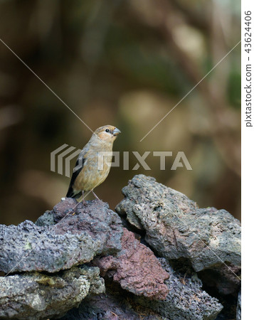 紅腹灰雀在岩石上 43624406
