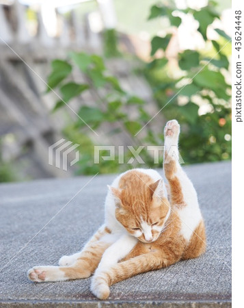 Cat  43624448
