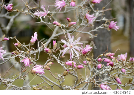 Himekobushi Himekobushi 43624542