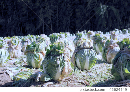大白菜頭卷 43624549