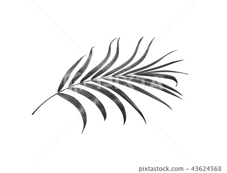 palm leaf isolated on white background palm leaf isolated on white background 43624568