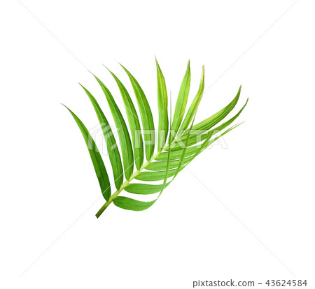 green palm leaf tree isolated on white background green palm leaf tree isolated on white background 43624584
