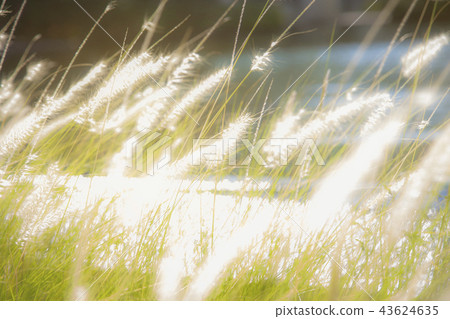 Pennisetum (feather grass) with sunlight 43624635