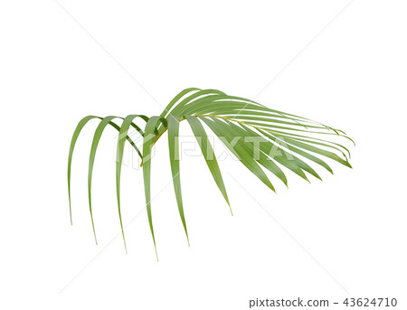 green palm leaf on white background 43624710