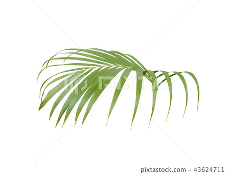 green palm leaf on white background 43624711