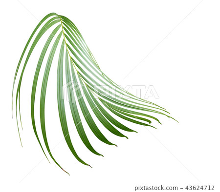 green palm leaf on white background 43624712