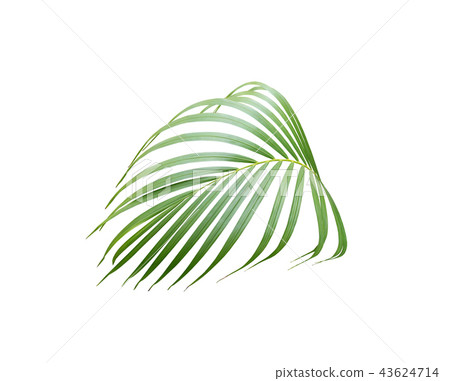 green palm leaf on white background 43624714