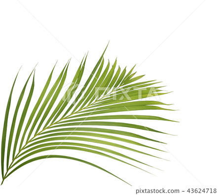 green palm leaf on white background 43624718