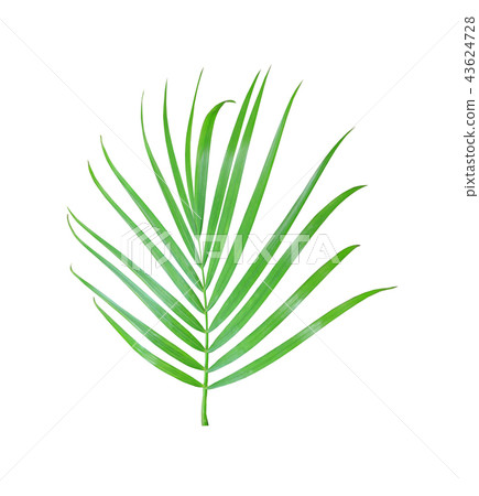 green palm leaf tree isolated on white background green palm leaf tree isolated on white background 43624728