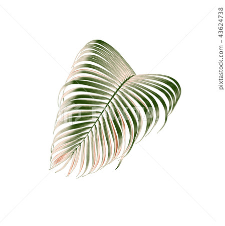 green palm leaf tree isolated on white background green palm leaf tree isolated on white background 43624738