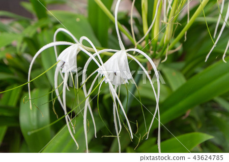 Hamayu, Limulus, Flower, White, Tactile Hamayu, Limulus, Flower, White, Tactile 43624785