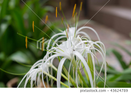Hamayu, Limulus, Flower, White, Tactile Hamayu, Limulus, Flower, White, Tactile 43624789