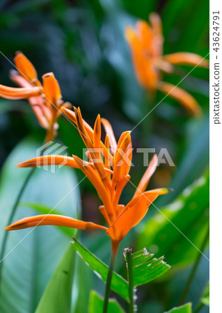 Heliconia, Parrotana, Flower, Orange Heliconia, Parrotana, Flower, Orange 43624791