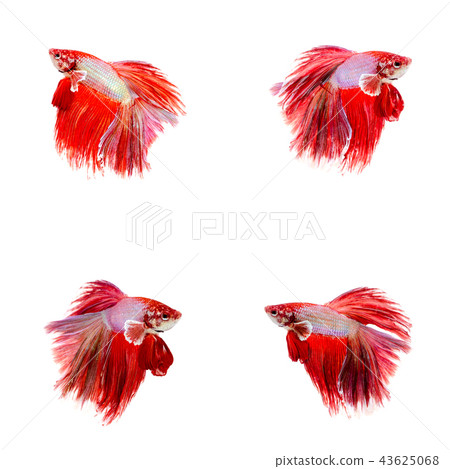 Halfmoon Betta Fish, Plakad fancy 43625068