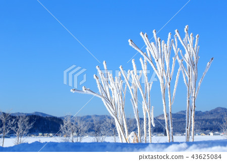 Village of hoarfrost Morning of hoarfrost Hoarfrost 43625084