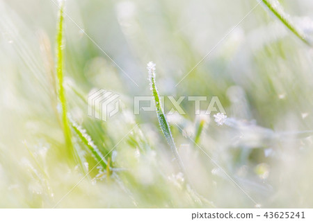 Frozen grass Frozen grass 43625241