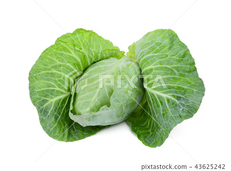 fresh whole green pointed cabbage isolated fresh whole green pointed cabbage isolated 43625242