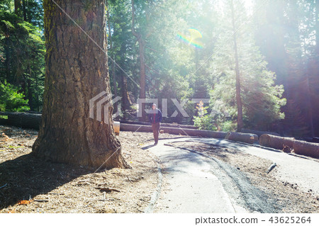 Sequoia Sequoia 43625264