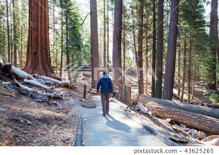 Sequoia 43625265