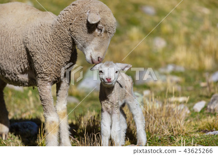 Sheep Sheep 43625266