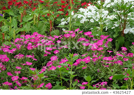 Ichioka Park 43625427