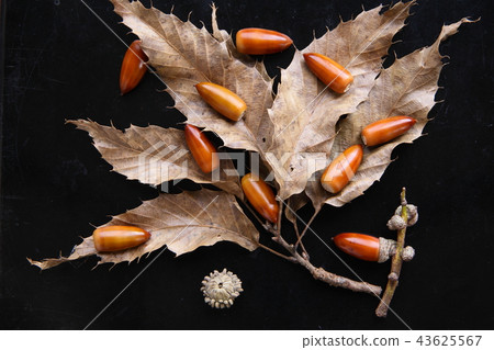 Acorn 43625567