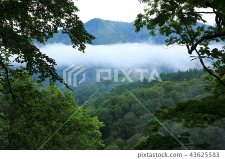 查看從福島縣山西市山毛櫸森林垂下的初秋山 查看從福島縣山西市山毛櫸森林垂下的初秋山 43625583