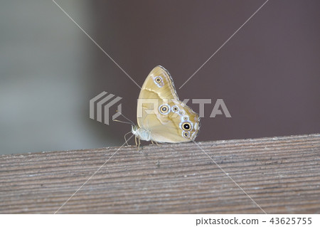 Ichioka Park 43625755