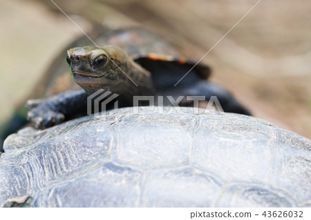 日本龜 43626032