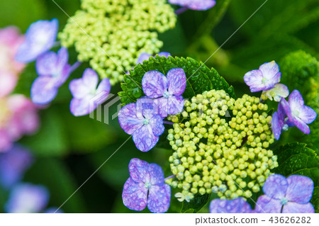 Ajisai寺（Nogoji）的繡球花 43626282