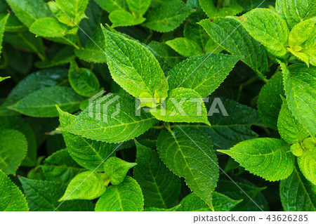 Hydrangea of Ajisai temple (Nogoji) 43626285