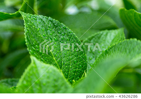 Hydrangea of Ajisai temple (Nogoji) 43626286