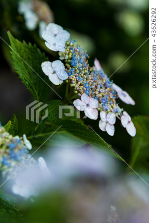 Hydrangea of Ajisai temple (Nogoji) 43626292