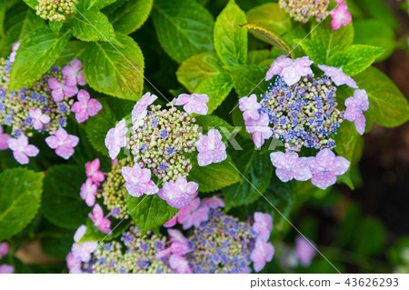Ajisai寺（Nogoji）的繡球花 43626293