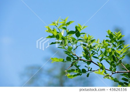 Fresh green leaves in young leaves of date tree Koishikawa Botanical Garden Fresh green leaves in young leaves of date tree Koishikawa Botanical Garden 43626336