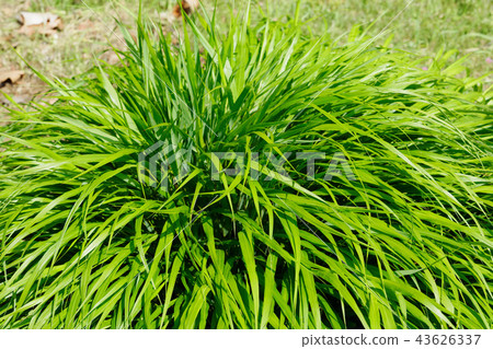 新鮮的綠色在Urahakusa Koishikawa植物園年輕葉子離開 43626337